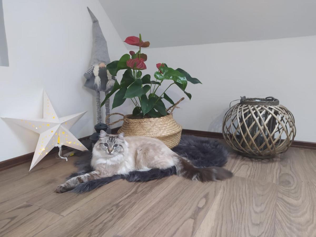 Apartament Muzyczny Jelenia Gora Dış mekan fotoğraf